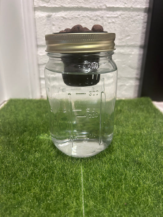 Herb hydroponic system in a jar